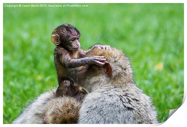  Baby Barbary macaque inspecting its mother Print by Jason Wells