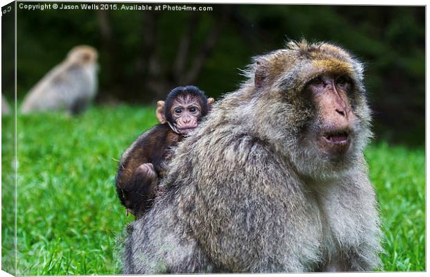Baby Barbary macaque hitching a ride Canvas Print by Jason Wells