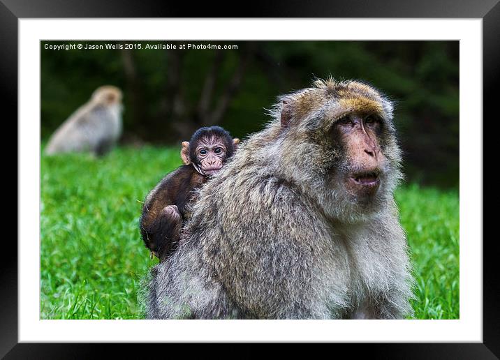 Baby Barbary macaque hitching a ride Framed Mounted Print by Jason Wells
