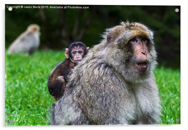 Baby Barbary macaque hitching a ride Acrylic by Jason Wells