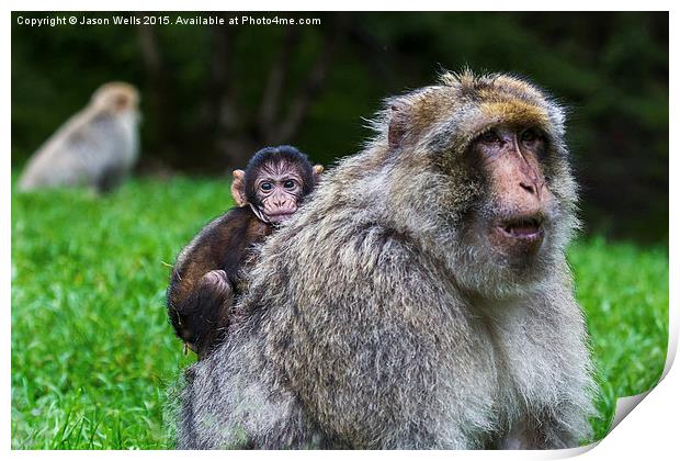 Baby Barbary macaque hitching a ride Print by Jason Wells