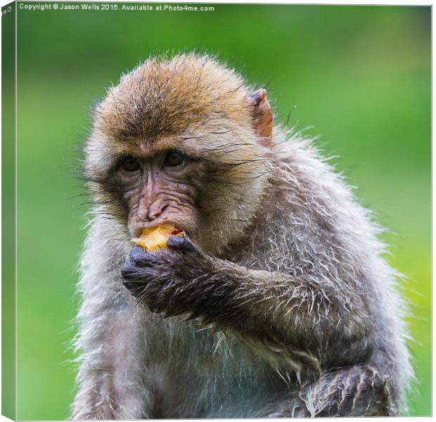  Barbary macaque enjoying some fruit Canvas Print by Jason Wells