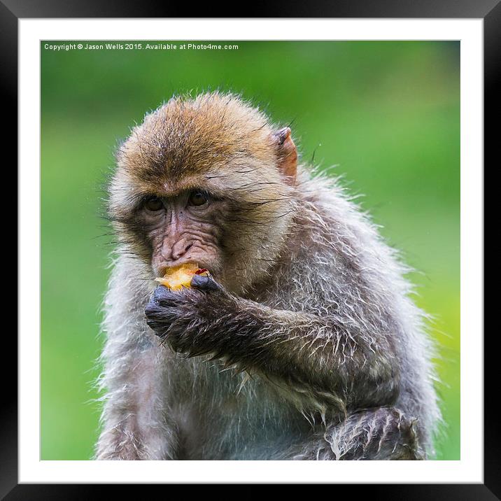  Barbary macaque enjoying some fruit Framed Mounted Print by Jason Wells