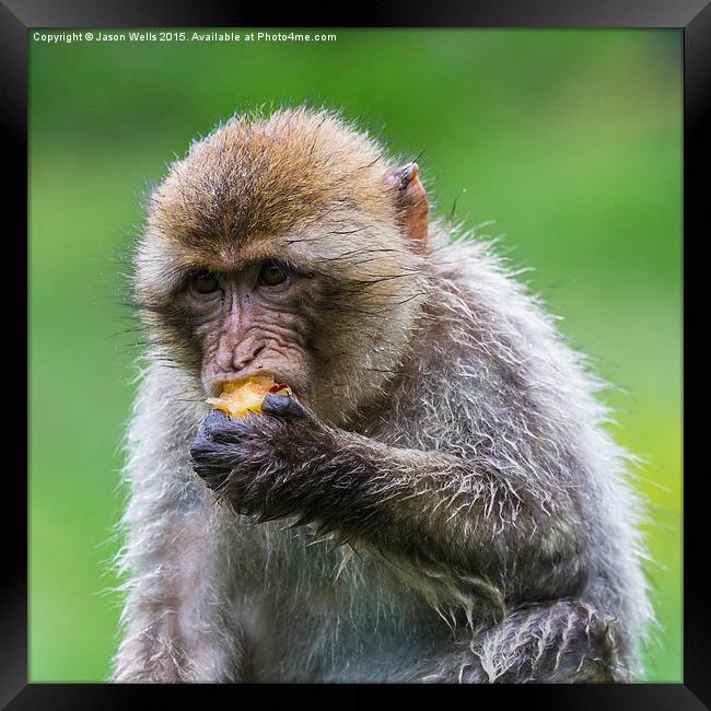  Barbary macaque enjoying some fruit Framed Print by Jason Wells