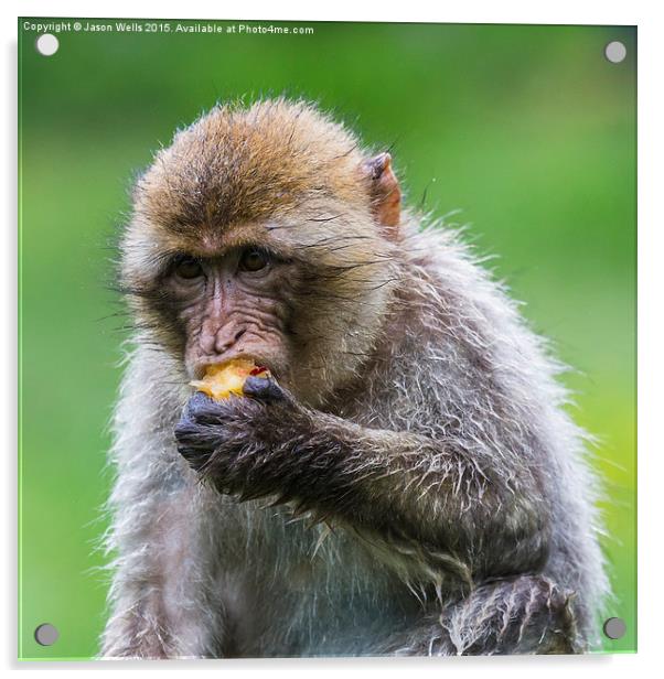  Barbary macaque enjoying some fruit Acrylic by Jason Wells