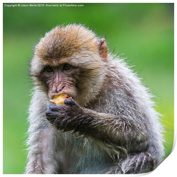  Barbary macaque enjoying some fruit Print by Jason Wells