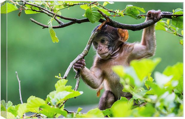 Baby Barbary macaque playing high up in a tree Canvas Print by Jason Wells