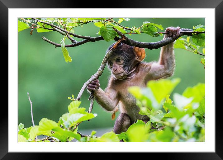 Baby Barbary macaque playing high up in a tree Framed Mounted Print by Jason Wells