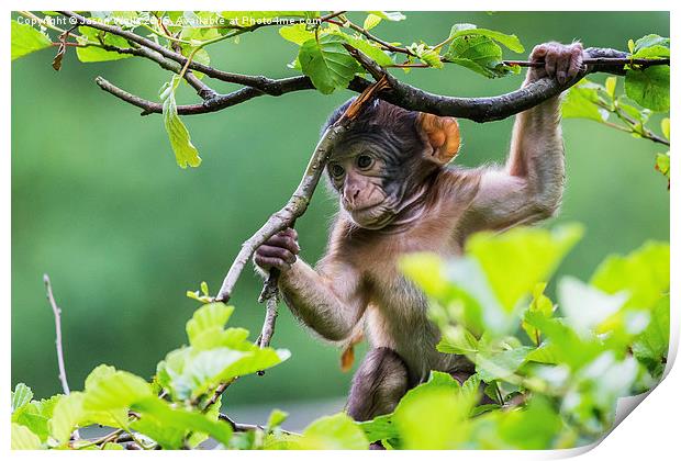 Baby Barbary macaque playing high up in a tree Print by Jason Wells