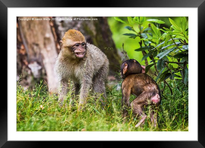 Young Barbary macaques playing together Framed Mounted Print by Jason Wells
