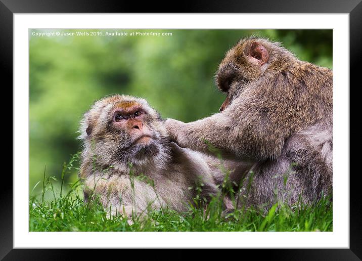  Barbary macaques grooming each other Framed Mounted Print by Jason Wells