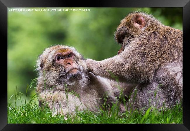 Barbary macaques grooming each other Framed Print by Jason Wells