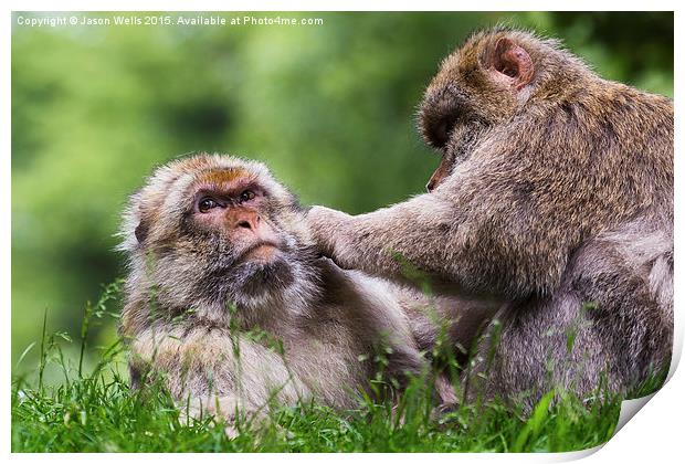  Barbary macaques grooming each other Print by Jason Wells