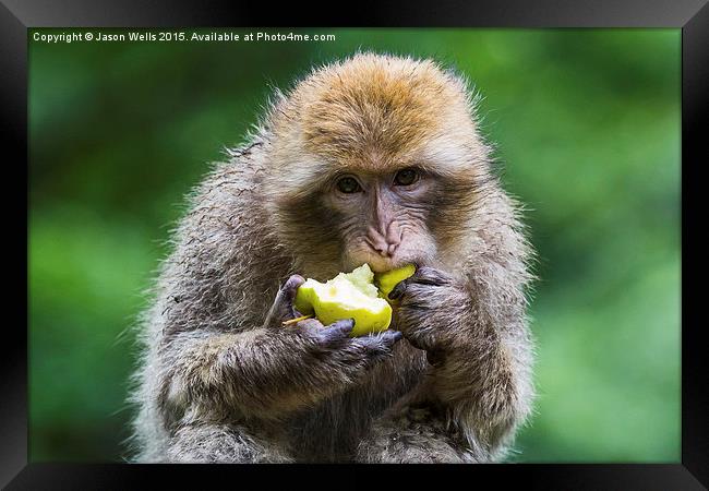  Barbary macaque snacking on an apple Framed Print by Jason Wells