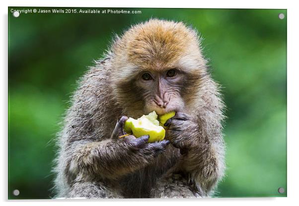  Barbary macaque snacking on an apple Acrylic by Jason Wells