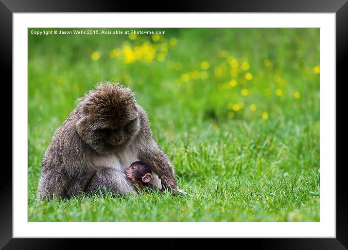  Barbary macaque suckling Framed Mounted Print by Jason Wells