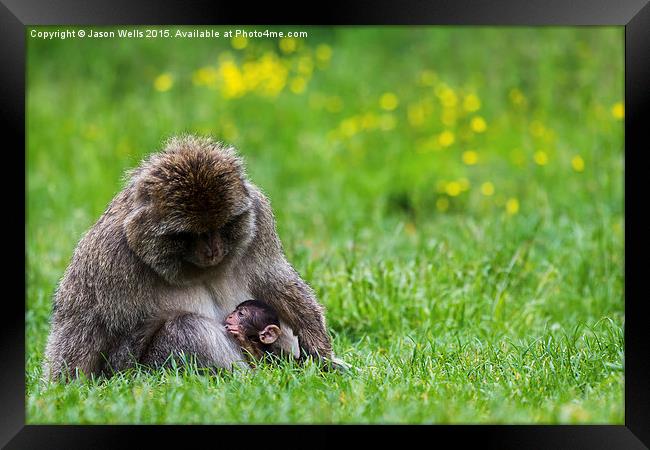  Barbary macaque suckling Framed Print by Jason Wells