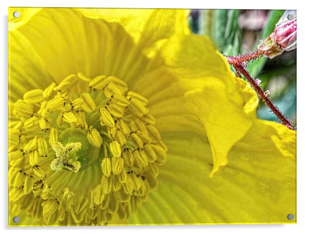  Californian Poppy Acrylic by Colin Metcalf