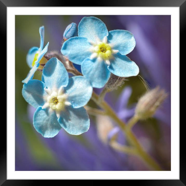  Forget me Not Framed Mounted Print by Colin Metcalf