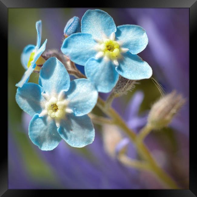  Forget me Not Framed Print by Colin Metcalf