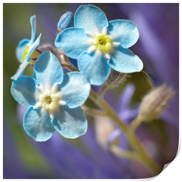  Forget me Not Print by Colin Metcalf