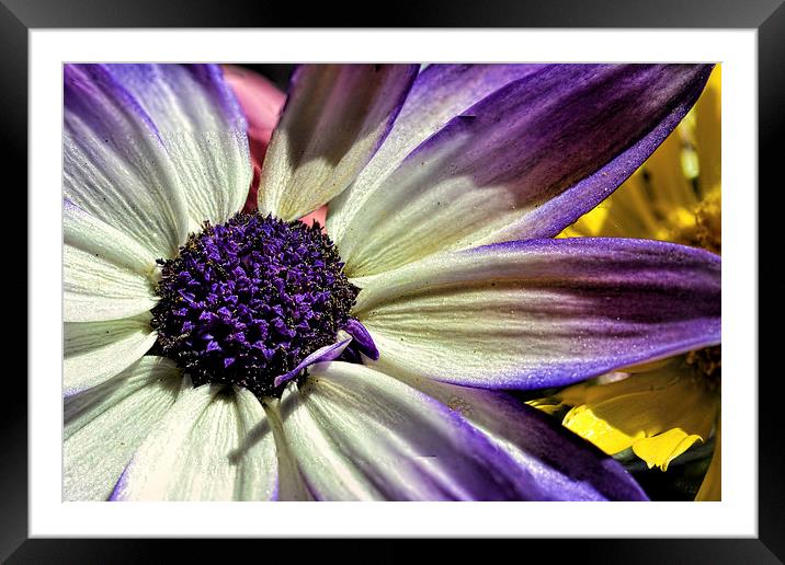  Pericallis Senetti Framed Mounted Print by Colin Metcalf