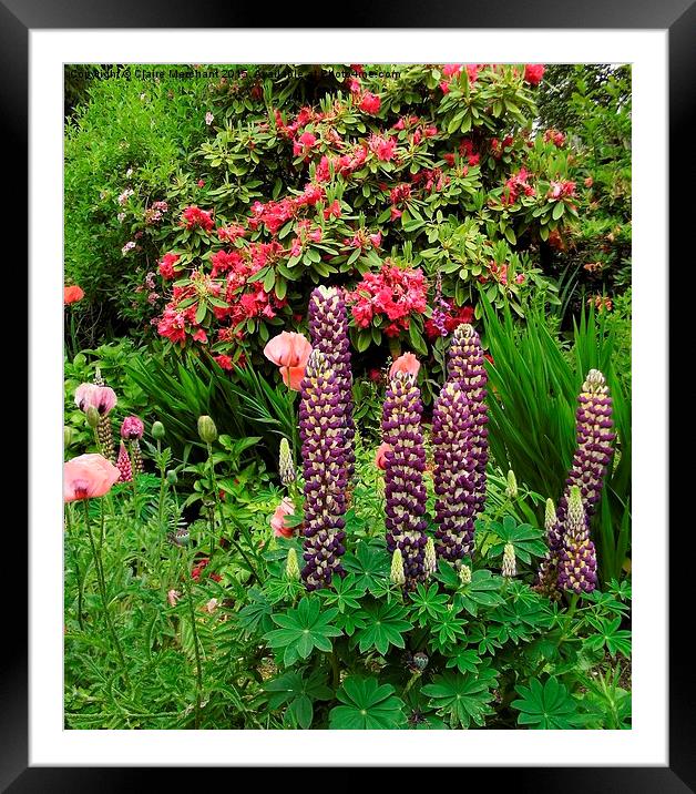  Lupins Framed Mounted Print by Claire Merchant