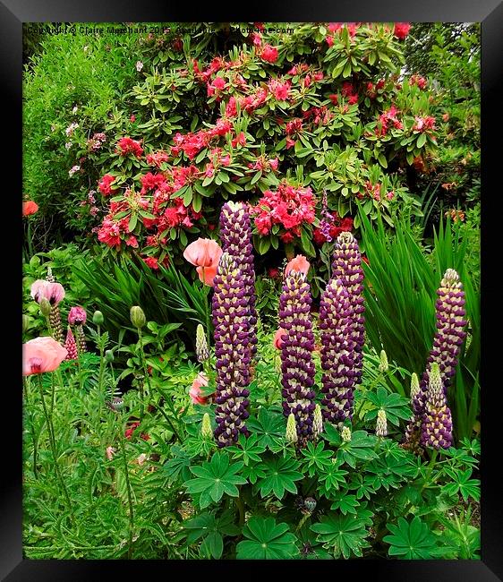  Lupins Framed Print by Claire Merchant
