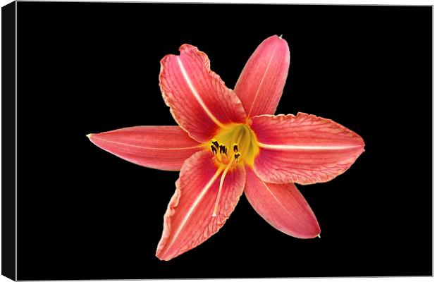 a lily in the dark Canvas Print by Marinela Feier