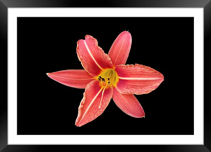 a lily in the dark Framed Mounted Print by Marinela Feier