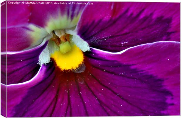  Pollen Loaded Pansy Canvas Print by Martyn Arnold
