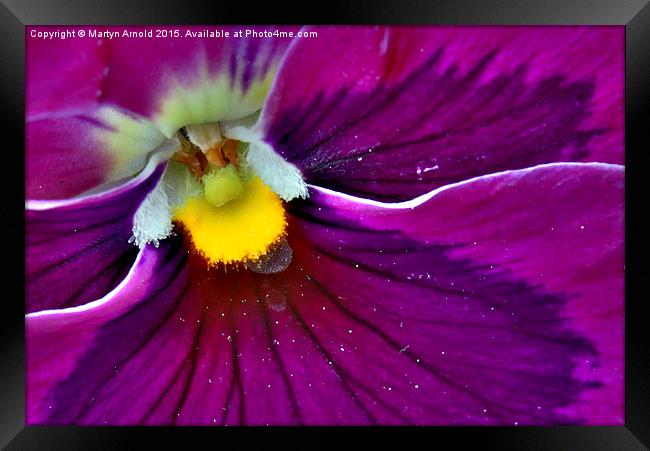  Pollen Loaded Pansy Framed Print by Martyn Arnold