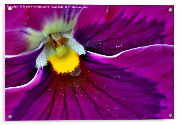  Pollen Loaded Pansy Acrylic by Martyn Arnold