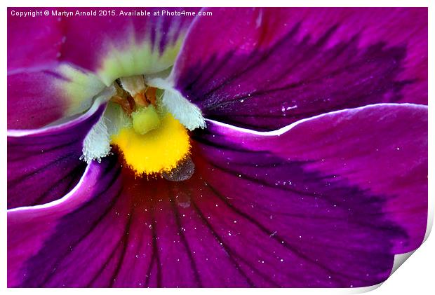  Pollen Loaded Pansy Print by Martyn Arnold