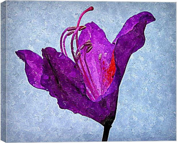  purple flora Canvas Print by dale rys (LP)