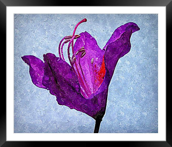  purple flora Framed Mounted Print by dale rys (LP)