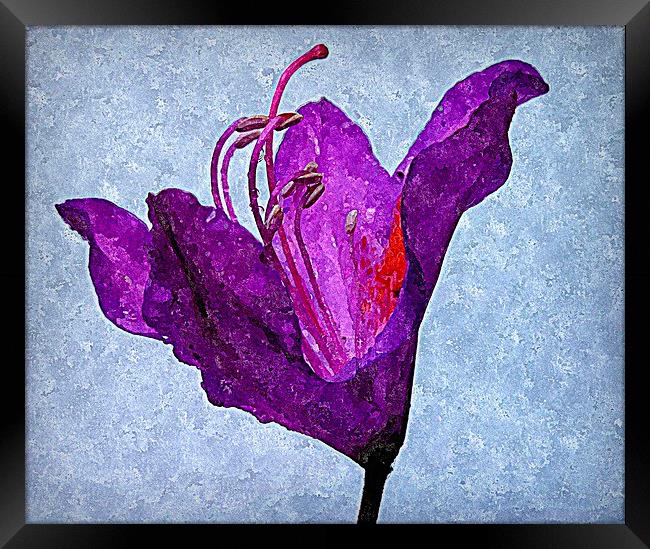  purple flora Framed Print by dale rys (LP)