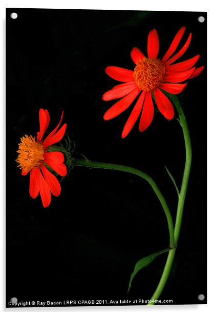 DAISIES Acrylic by Ray Bacon LRPS CPAGB