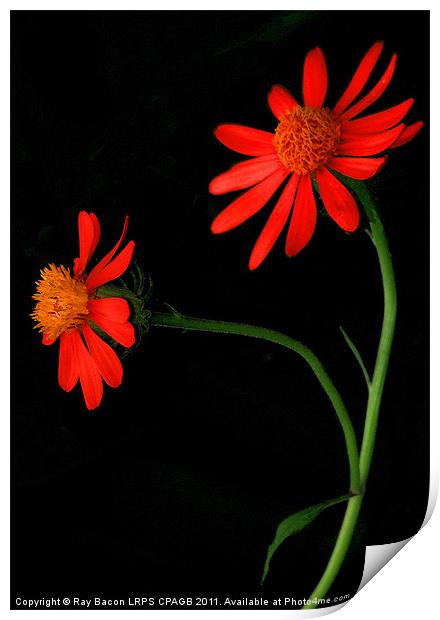 DAISIES Print by Ray Bacon LRPS CPAGB