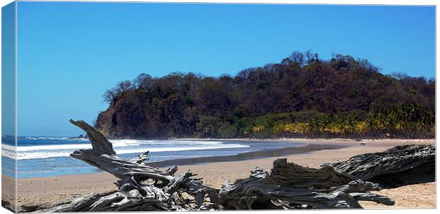  Driftwood on Empty Playa Pelada Canvas Print by james balzano, jr.