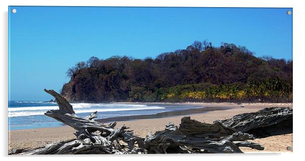  Driftwood on Empty Playa Pelada Acrylic by james balzano, jr.