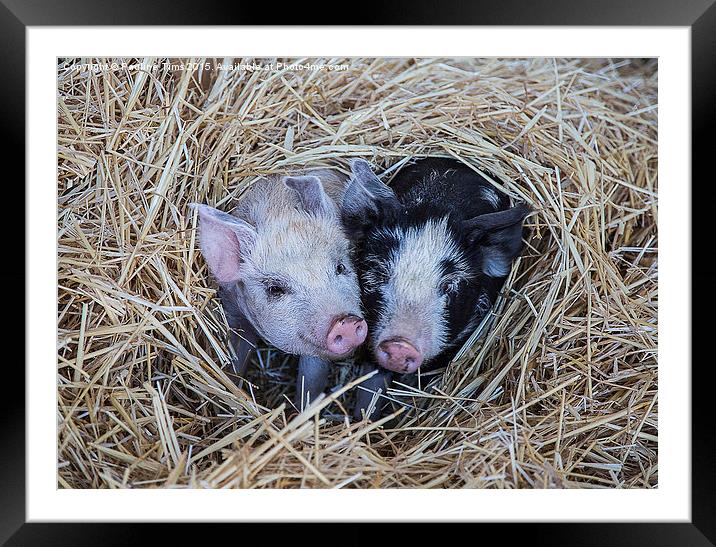 Two Little Pigs Framed Mounted Print by Pauline Tims