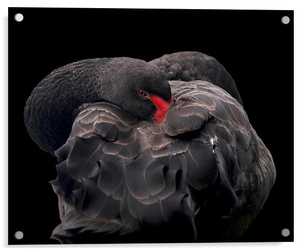 Black Swan Acrylic by Victor Burnside