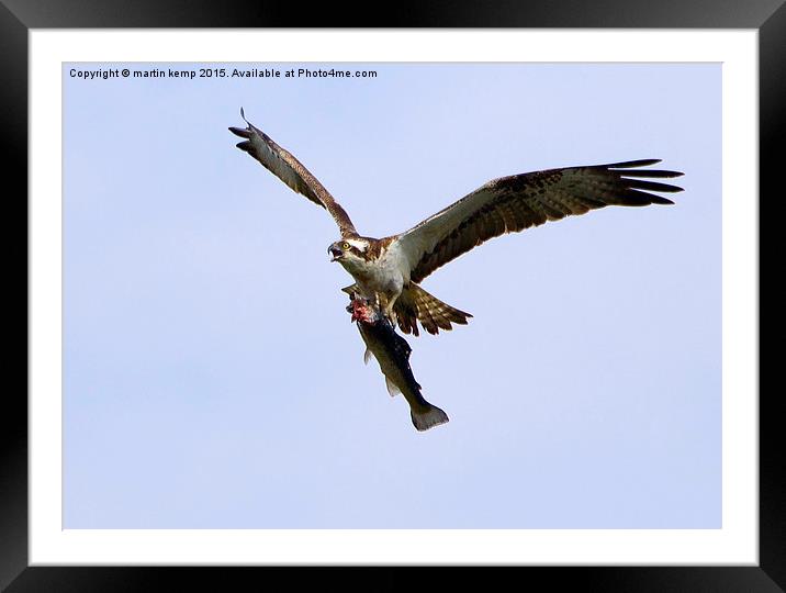  Osprey With Food Framed Mounted Print by Martin Kemp Wildlife