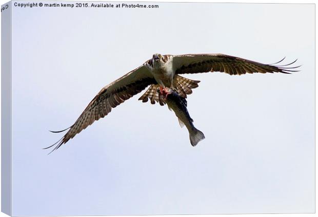Catch of the Day  Canvas Print by Martin Kemp Wildlife