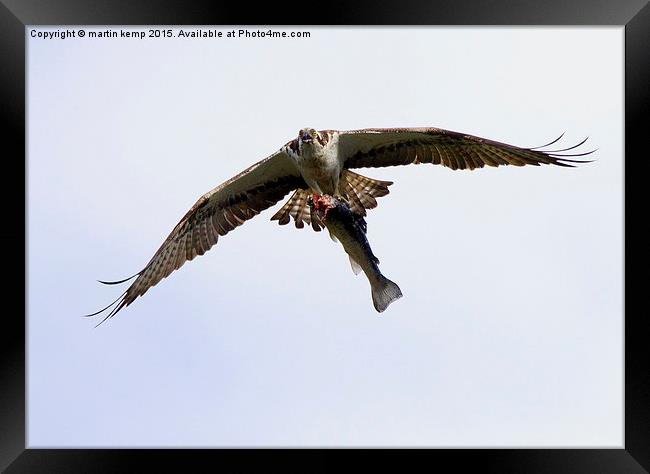 Catch of the Day  Framed Print by Martin Kemp Wildlife