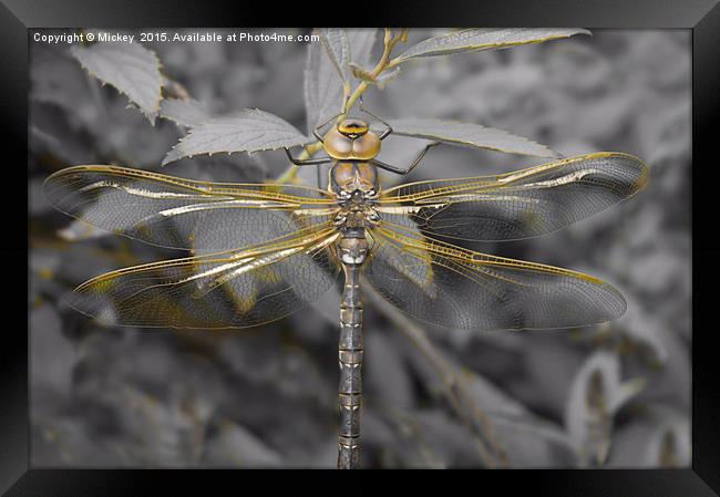 Golden Dragonfly Framed Print by rawshutterbug 