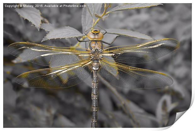Golden Dragonfly Print by rawshutterbug 