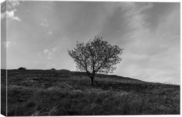  Lonely Tree Canvas Print by Matthew Robinson