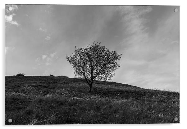 Lonely Tree Acrylic by Matthew Robinson